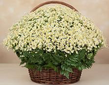 Цветочная композиция из Ромашки в корзине #REPLACE_PRED# Теряево